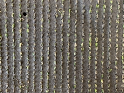 Artificial Grass RL006-52